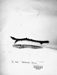 Coniothyrium fuckelii image